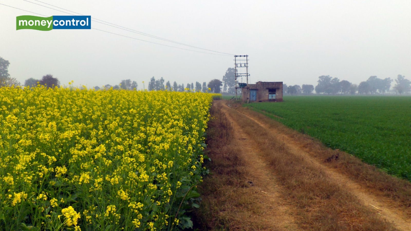 Rabi MSP hike may shift acreage towards pulses, oilseeds as wheat gets marginal increase: Analysts