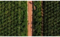 El Niño set to crimp palm oil output in 2027, squeezing supply