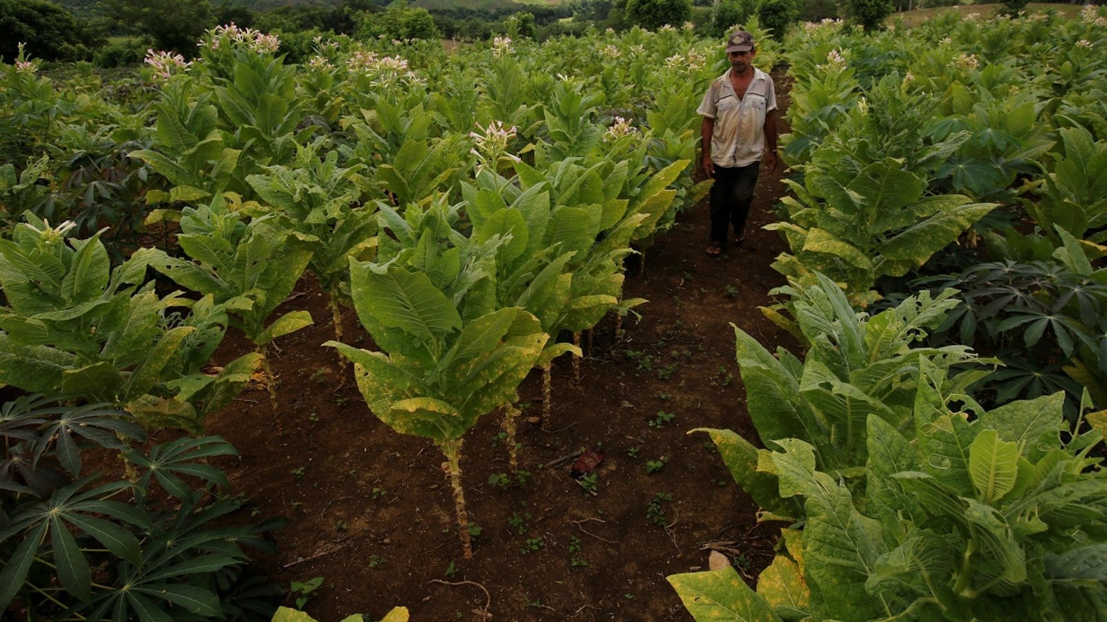 Govt approves one-time interest-free loan of Rs 50,000 per barn for Andhra Pradesh tobacco farmers